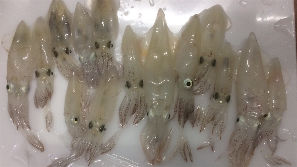 f:id:solt_sherry_angler:20160601212407j:image f:id:solt_sherry_angler:20160601212407j:image