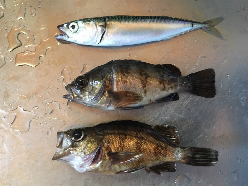 f:id:solt_sherry_angler:20160603125223j:image f:id:solt_sherry_angler:20160603125223j:image