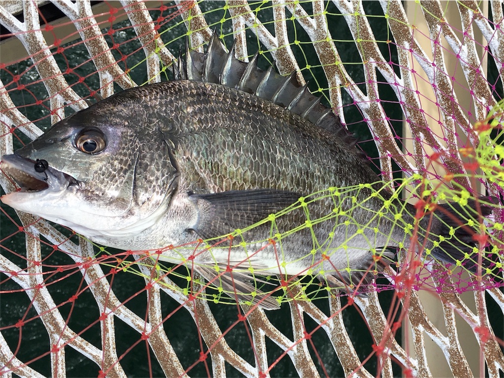 f:id:solt_sherry_angler:20160605033844j:image f:id:solt_sherry_angler:20160605033844j:image