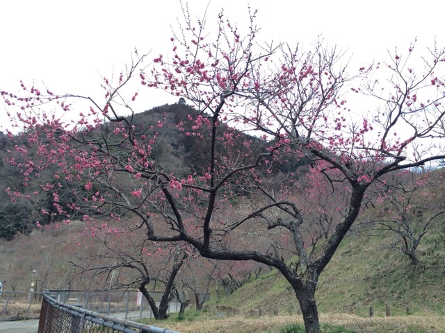 f:id:songispretty5551256:20150306083623j:plain f:id:songispretty5551256:20150306083623j:plain