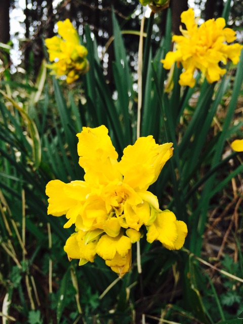 f:id:songispretty5551256:20150401205649j:plain f:id:songispretty5551256:20150401205649j:plain