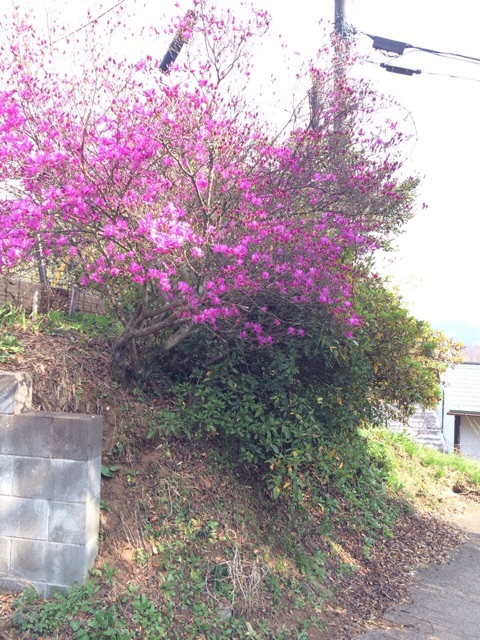 f:id:songispretty5551256:20150401205828j:plain f:id:songispretty5551256:20150401205828j:plain