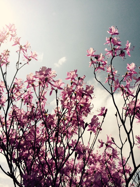 f:id:songispretty5551256:20150406222813j:plain f:id:songispretty5551256:20150406222813j:plain