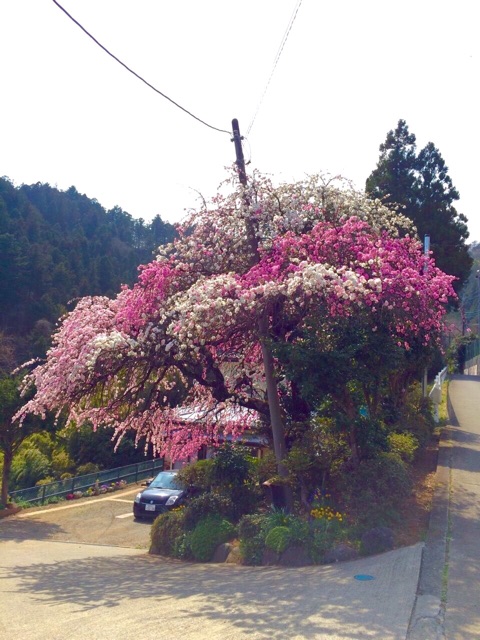f:id:songispretty5551256:20150406223131j:plain f:id:songispretty5551256:20150406223131j:plain