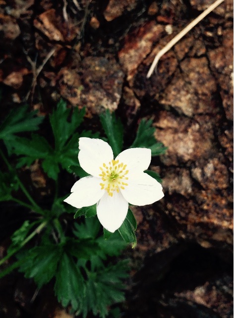 f:id:songispretty5551256:20150625105518j:image f:id:songispretty5551256:20150625105518j:image