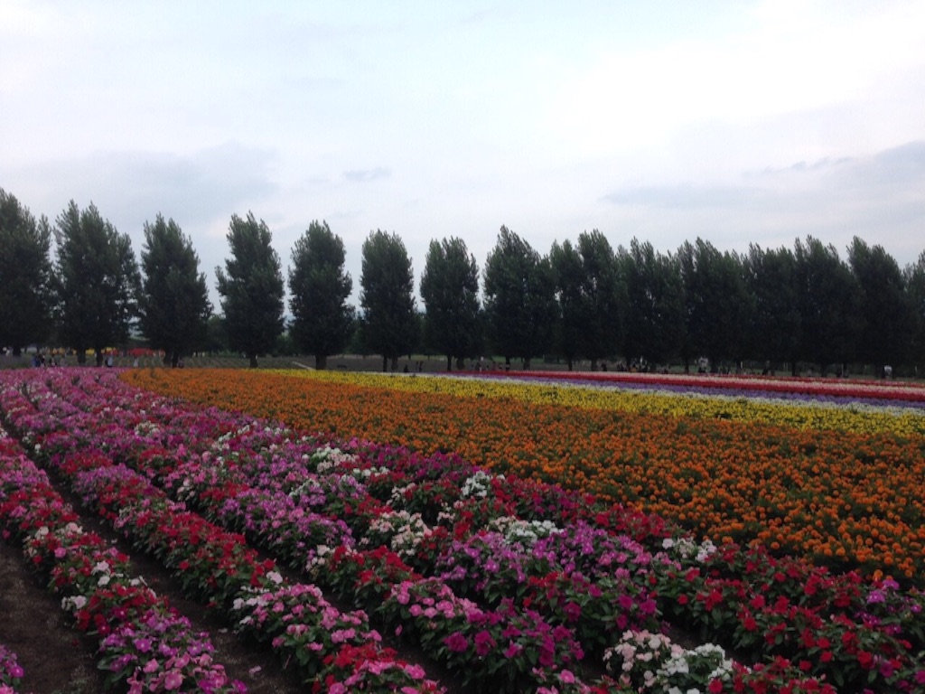 f:id:sonoekoy:20150809202222j:image f:id:sonoekoy:20150809202222j:image