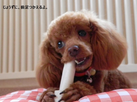 f:id:sorakunmama:20101230151321j:image f:id:sorakunmama:20101230151321j:image