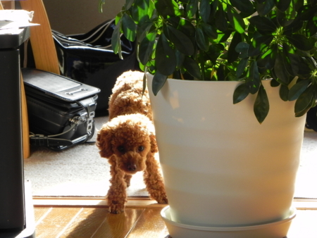 f:id:sorakunmama:20110506163424j:image f:id:sorakunmama:20110506163424j:image