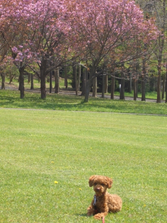f:id:sorakunmama:20110526131231j:image f:id:sorakunmama:20110526131231j:image