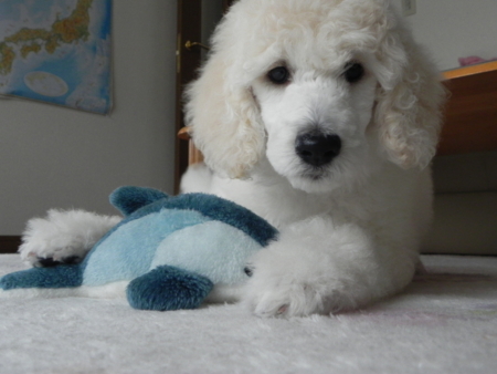 f:id:sorakunmama:20111127121120j:image f:id:sorakunmama:20111127121120j:image