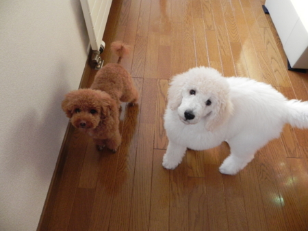 f:id:sorakunmama:20111210144607j:image f:id:sorakunmama:20111210144607j:image