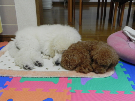 f:id:sorakunmama:20111217175738j:image f:id:sorakunmama:20111217175738j:image