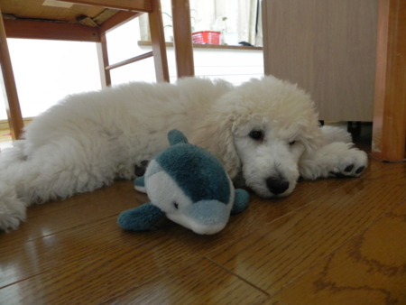 f:id:sorakunmama:20111218201527j:image f:id:sorakunmama:20111218201527j:image