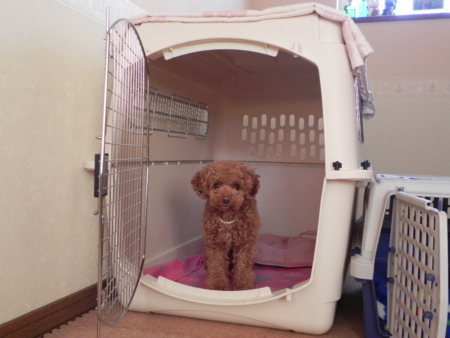 f:id:sorakunmama:20111219144511j:image f:id:sorakunmama:20111219144511j:image