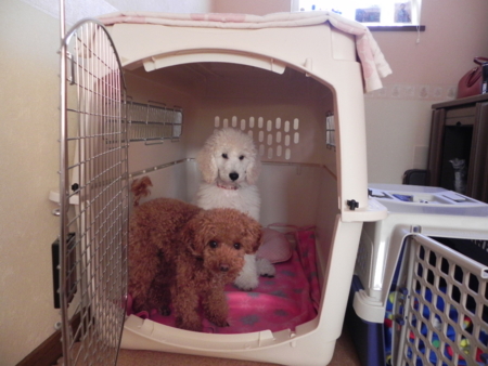 f:id:sorakunmama:20111219151257j:image f:id:sorakunmama:20111219151257j:image