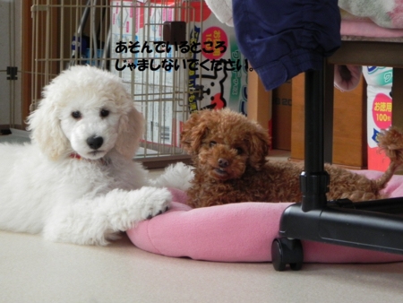 f:id:sorakunmama:20111222134200j:image f:id:sorakunmama:20111222134200j:image