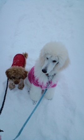 f:id:sorakunmama:20120202162540j:image f:id:sorakunmama:20120202162540j:image