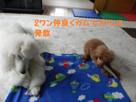 f:id:sorakunmama:20120223140732j:image f:id:sorakunmama:20120223140732j:image