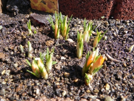 f:id:sorakunmama:20120328115843j:image f:id:sorakunmama:20120328115843j:image