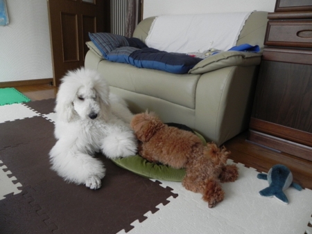 f:id:sorakunmama:20120401101346j:image f:id:sorakunmama:20120401101346j:image
