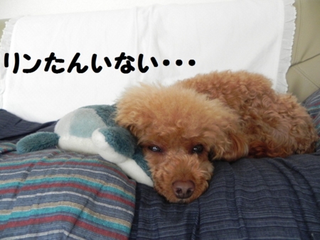 f:id:sorakunmama:20120402152903j:image f:id:sorakunmama:20120402152903j:image