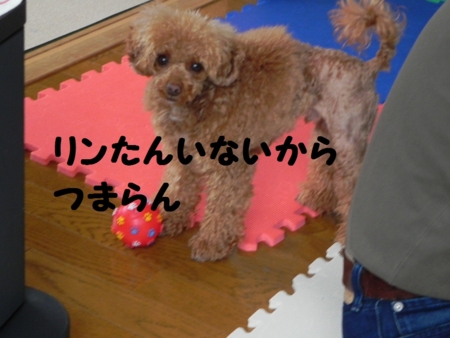 f:id:sorakunmama:20120407172337j:image f:id:sorakunmama:20120407172337j:image