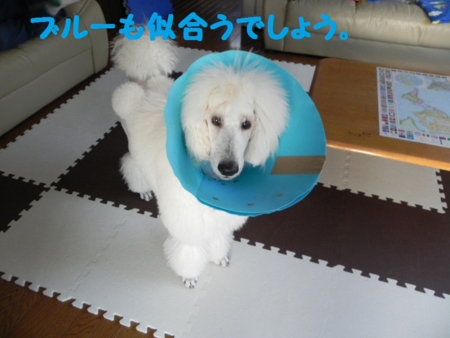 f:id:sorakunmama:20120413173211j:image f:id:sorakunmama:20120413173211j:image