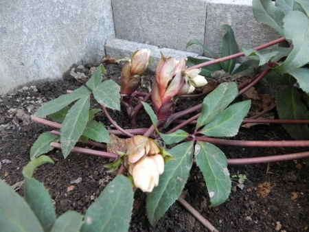 f:id:sorakunmama:20120414144953j:image f:id:sorakunmama:20120414144953j:image