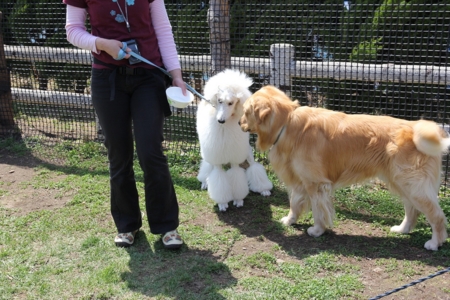 f:id:sorakunmama:20120430115225j:image f:id:sorakunmama:20120430115225j:image
