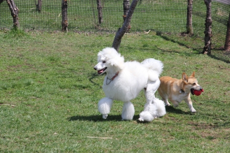 f:id:sorakunmama:20120430120840j:image f:id:sorakunmama:20120430120840j:image