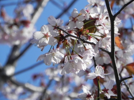 f:id:sorakunmama:20120513155233j:image f:id:sorakunmama:20120513155233j:image