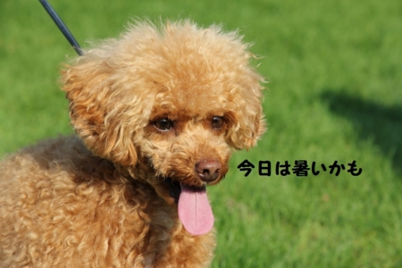 f:id:sorakunmama:20120520161606j:image f:id:sorakunmama:20120520161606j:image