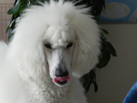 f:id:sorakunmama:20120601141537j:image f:id:sorakunmama:20120601141537j:image
