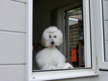 f:id:sorakunmama:20120601141951j:image f:id:sorakunmama:20120601141951j:image