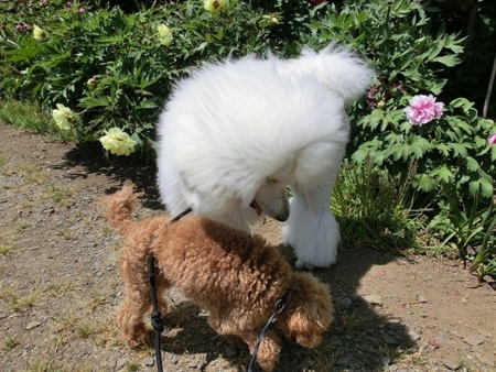 f:id:sorakunmama:20120611130733j:image f:id:sorakunmama:20120611130733j:image