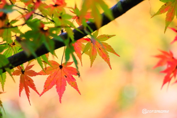 f:id:soram_ame123:20151206211204j:plain f:id:soram_ame123:20151206211204j:plain