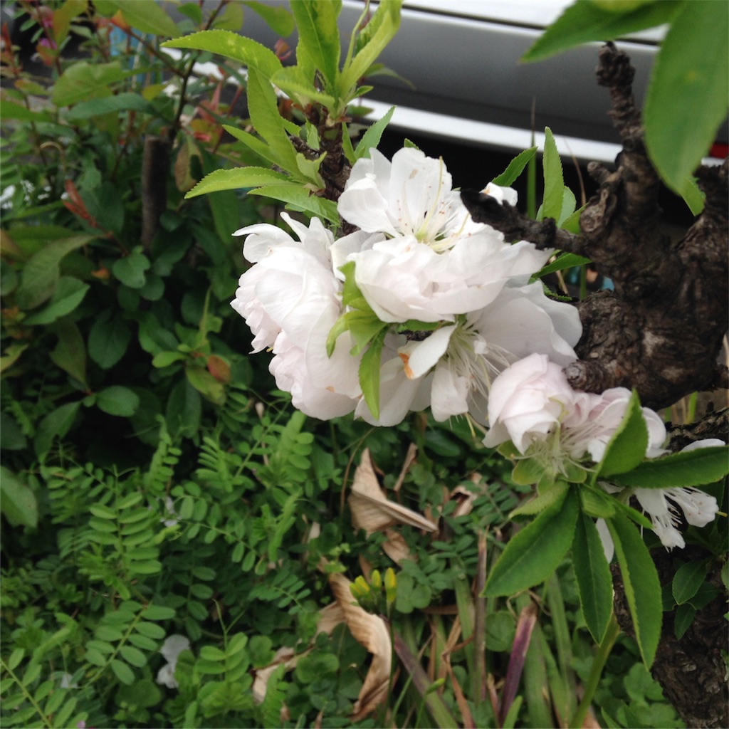 f:id:soranihoshi:20160405003051j:image f:id:soranihoshi:20160405003051j:image