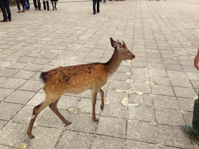 f:id:soratobu-kakuni:20131017073108j:plain f:id:soratobu-kakuni:20131017073108j:plain