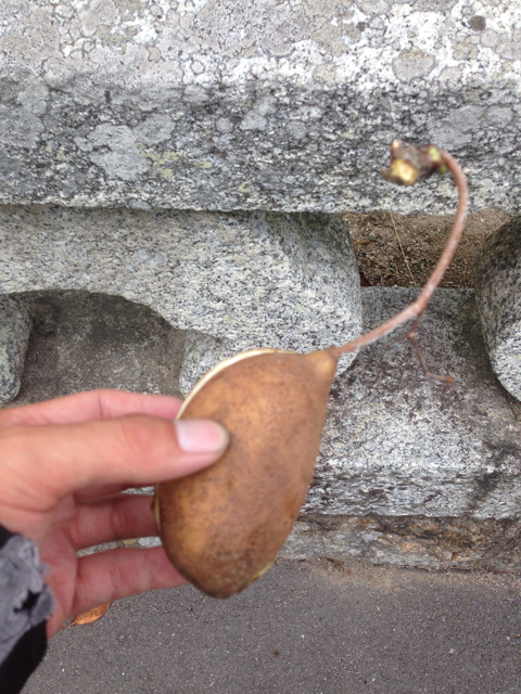 f:id:soratobu-kakuni:20131027213414j:plain f:id:soratobu-kakuni:20131027213414j:plain