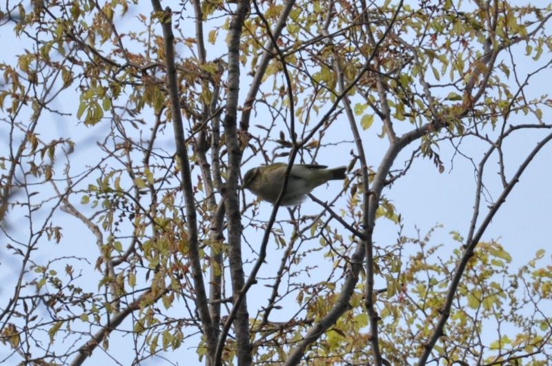 f:id:soremoz:20120426212053j:plain f:id:soremoz:20120426212053j:plain