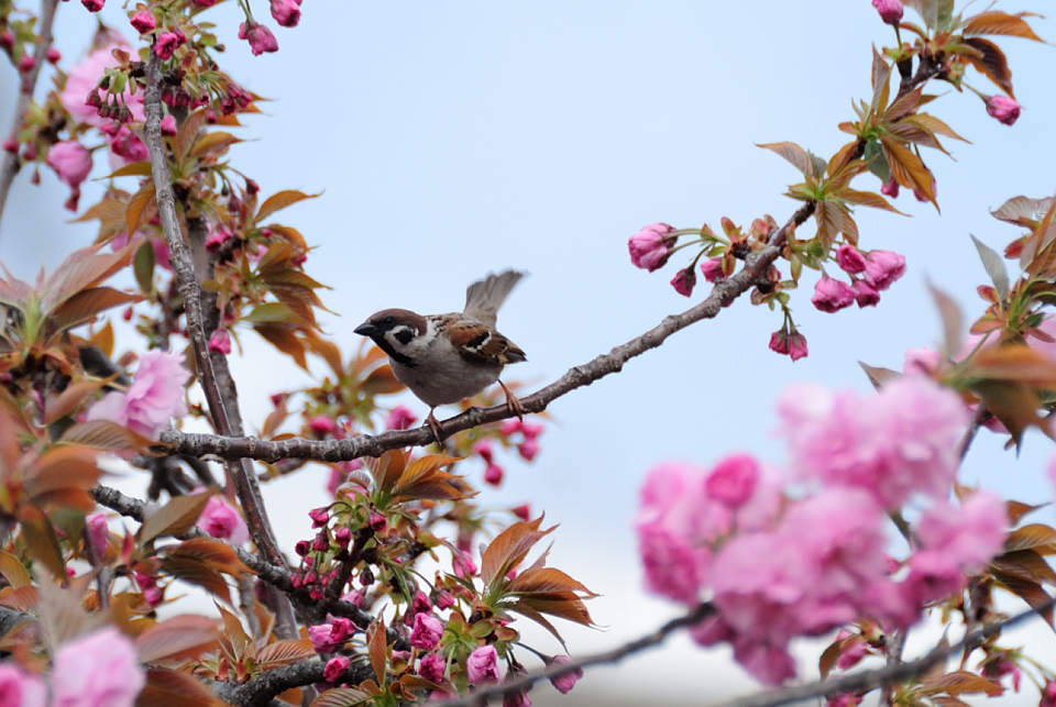 f:id:soremoz2nd:20130407170051j:plain f:id:soremoz2nd:20130407170051j:plain