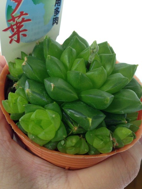 f:id:sorua:20150214112515j:plain f:id:sorua:20150214112515j:plain