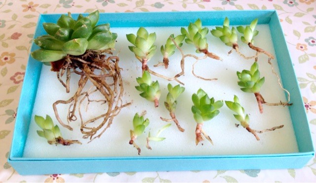 f:id:sorua:20150326172405j:plain f:id:sorua:20150326172405j:plain