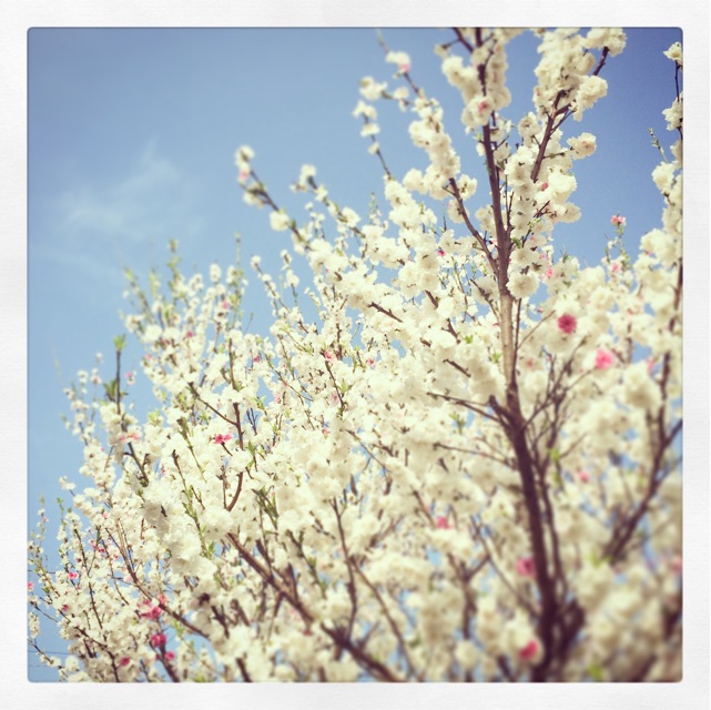 f:id:sosyakyuyukai:20150410072825j:plain f:id:sosyakyuyukai:20150410072825j:plain