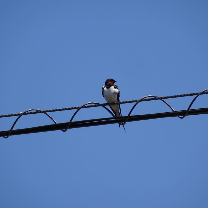 f:id:sou:20150505125648j:plain f:id:sou:20150505125648j:plain