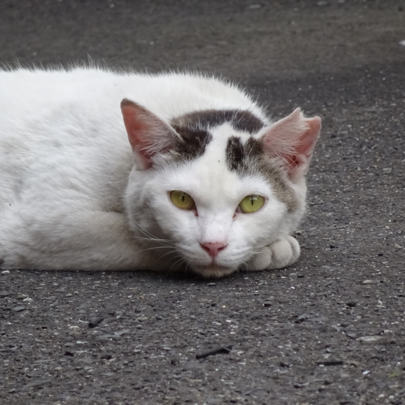 f:id:sou:20150531170544j:plain
