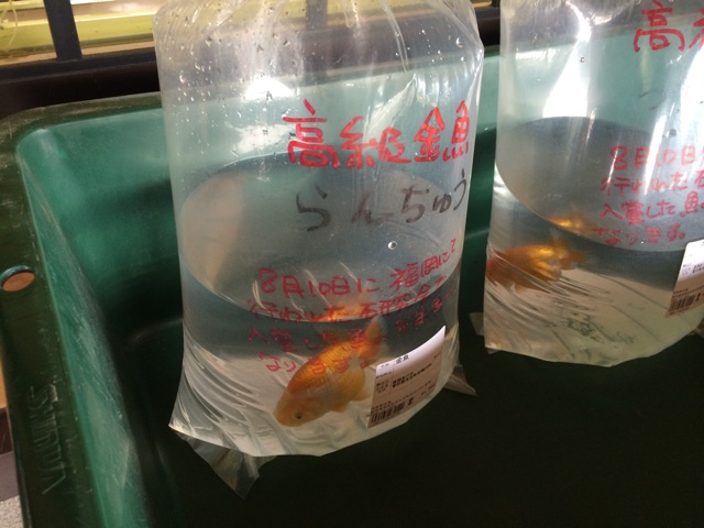 f:id:souki_e:20140816203814j:plain f:id:souki_e:20140816203814j:plain