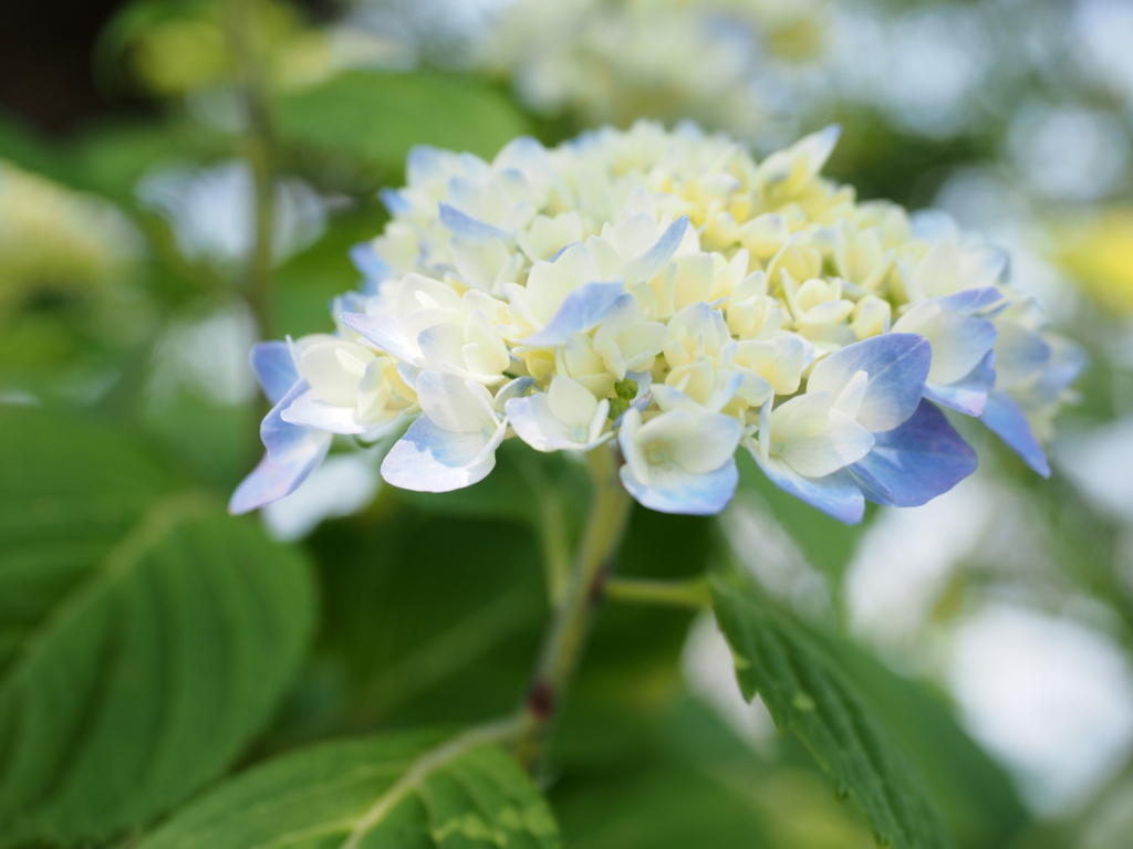 f:id:sousion:20160522194112j:plain f:id:sousion:20160522194112j:plain