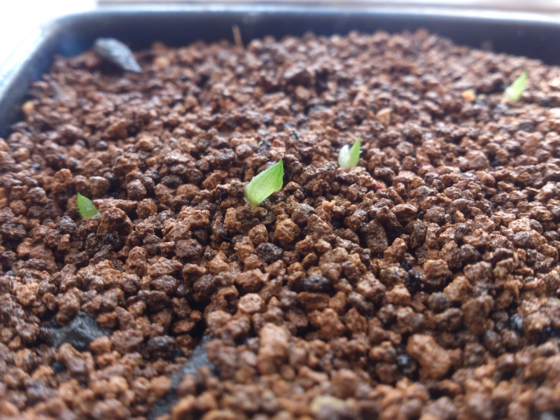 f:id:soutyu:20130713191716j:plain f:id:soutyu:20130713191716j:plain