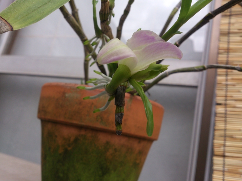 f:id:soutyu:20130713191934j:plain f:id:soutyu:20130713191934j:plain